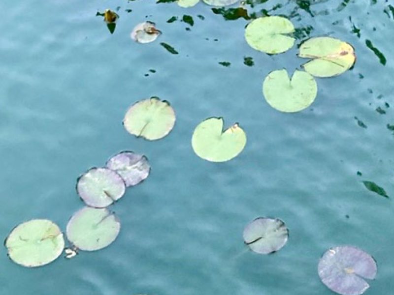 pond-with-lillies